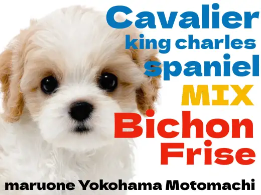 【 MIX 】最強DNAを受け継いだキャバションが横浜元町に降臨！