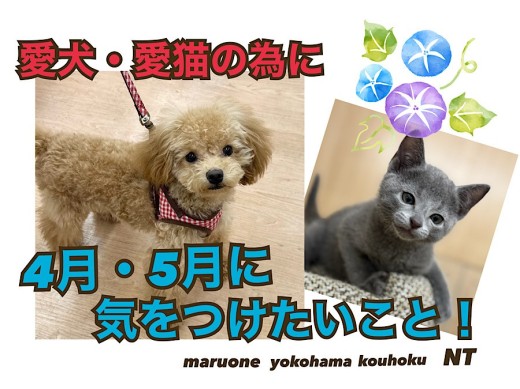 【 お役立て情報 】愛犬・愛猫のために4月5月に注意すべきポイントを解説｜