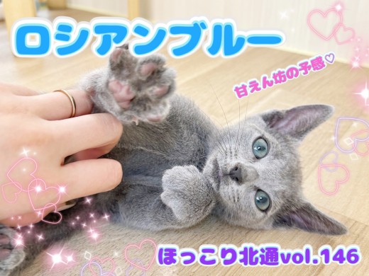【 ほっこり北通vol.146 】甘えん坊な予感！宝石級のイケメンロシアンブルー