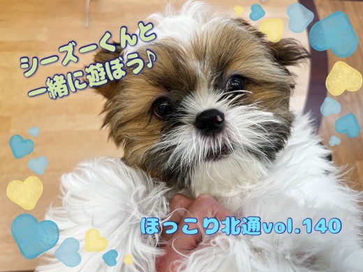 【 ほっこり北通vol.140 】人懐こさNo.1！元気いっぱいシーズーくん