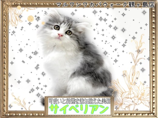 【 サイベリアン 】可愛いと綺麗を兼ね揃えたサイベリアンちゃん!