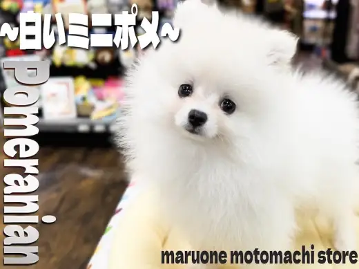 【 ポメラニアン 】生後2か月で体重1kg！小さめサイズの白系ポメの女の子！