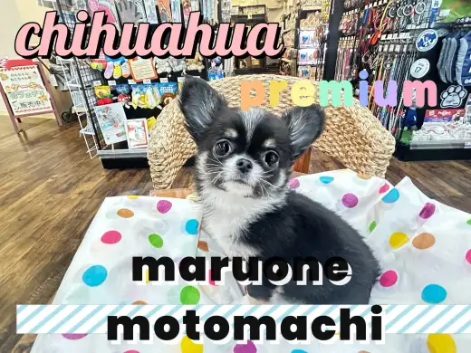 【 チワワ 】生後2カ月で760g！王道ブラックタンのプレミアムな女の子！