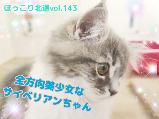 【 ほっこり北通vol.143 】全方向美少女なサイベリアンちゃん