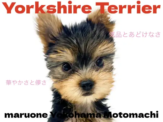 【 ヨークシャーテリア 】横浜元町にやってきた小さめサイズの愛されヨーキー！