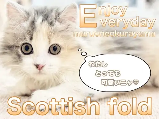 【 スコティッシュフォールド 】警戒心なんてないない！あたちと一緒に遊ぶのニャ！