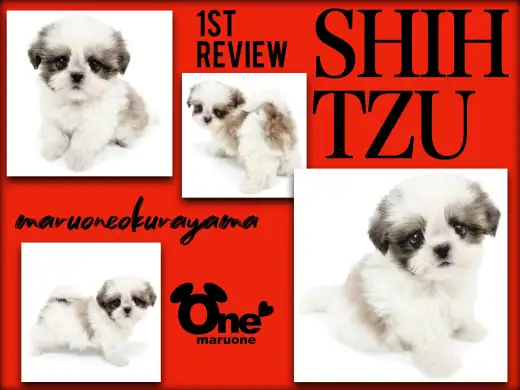 【 シーズー 】クラシックスタンダードの名にふさわしい美シーズー！！