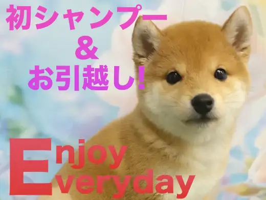 【 豆柴 】初シャンプー＆大きいお部屋にお引っ越した豆柴ちゃん！