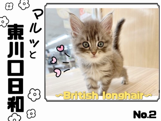 【 マルっと東川口日和No.2 】人気独占！ブリティッシュロングヘアの貴公子降臨