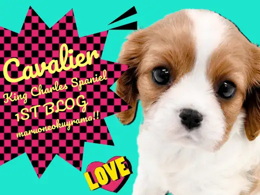 【 キャバリア 】やさしさと気品あふれるハーモニー！ブレンハイムのプリンセス！