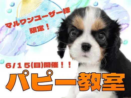 【 お知らせ 】横浜元町店6月のパピー教室のご案内！