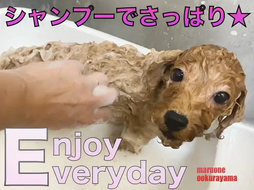 【 トイプードル 】シャンプーでさっぱり！更にかわいくなったトイプーちゃん！