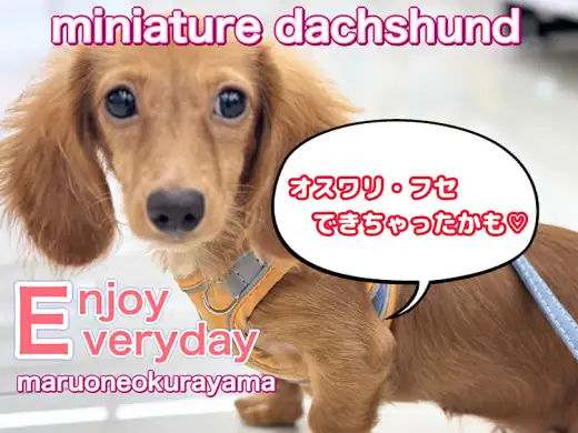 【 ミニチュアダックス 】トレーニングは大事！賢きゴールドレディ！