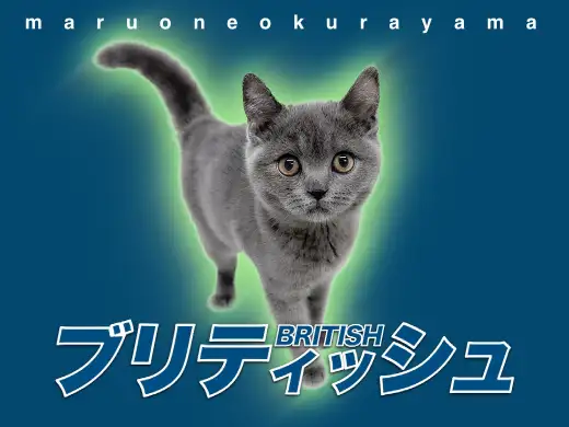 【 ブリティッシュショートヘア 】大倉山にまん丸のハイレベルなネコ様が降臨！