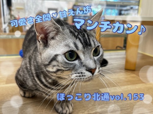 【 ほっこり北通Vol.153 】可愛さ全開な甘えん坊！生後8ヶ月のマンチカン！