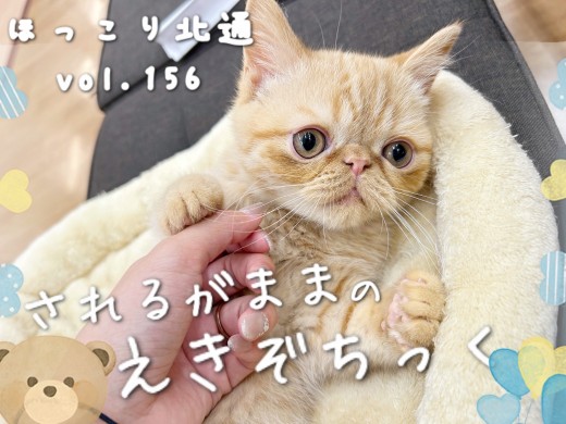 【 ほっこり北通vol.156 】肉球だって触れちゃう！されるがままエキゾチック