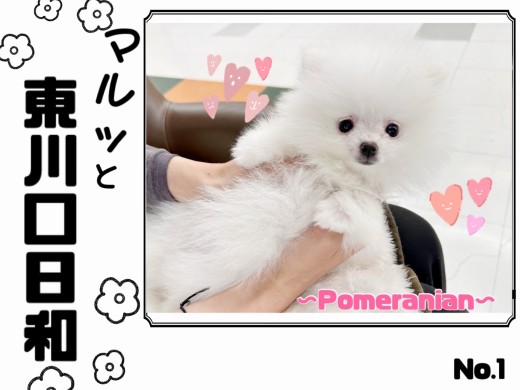 【 マルっと東川口日和No.1 】毛吹きが映える小さな王者ことポメラニアン