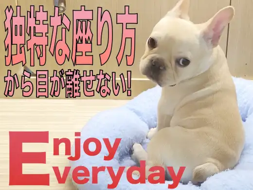 【 フレンチブルドッグ 】独特な座り方をするフレブルから目が離せない！