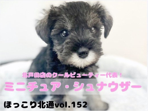 【 ほっこり北通Vol.152 】シックカラーのクールビューティーシュナちゃん！