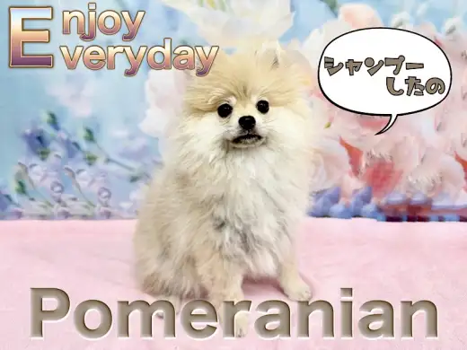 【 ポメラニアン 】仮装大賞は優勝だね！定期的なシャンプーで今日もピカピカ！