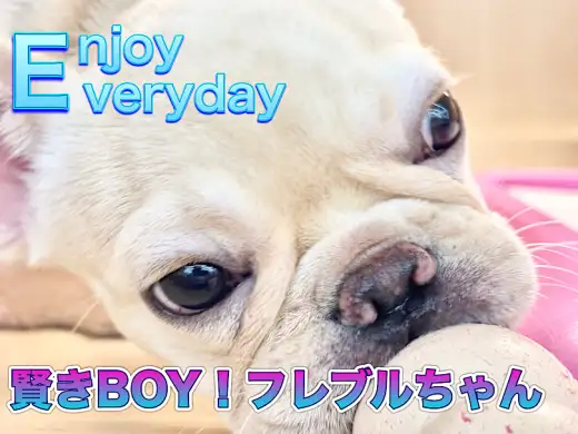 【 フレンチブルドッグ 】知育玩具なんて楽勝だ！賢きフレンチBOY！