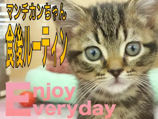 【 マンチカン 】ごちそうさまの後のルーティンをご紹介！！