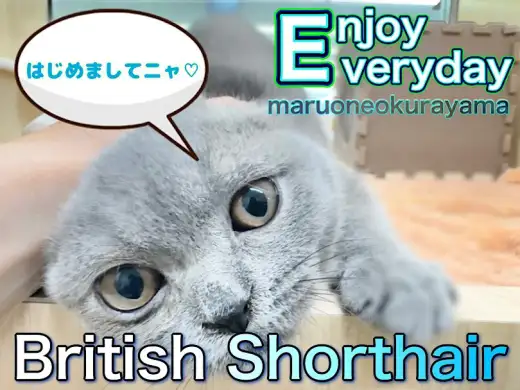 【 ブリティッシュショートヘア 】はじめまして！丸いフォルムにあなたもメロメロ！