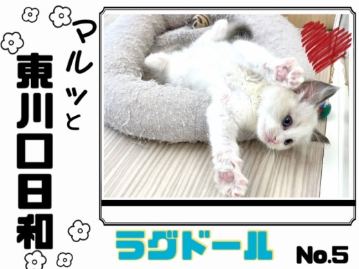 【 マルっと東川口日和No.5 】癒し度No.1キャット！ほのぼの温厚ラグちゃん