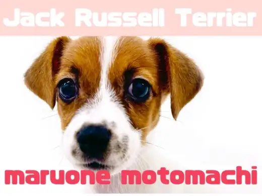 【 ジャックラッセルテリア 】横浜元町で出会える元気印のジャックちゃん！
