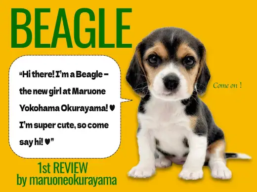 【 ビーグル 】運動大好き！アウトドア派にピッタリな最高なプリティ相棒！