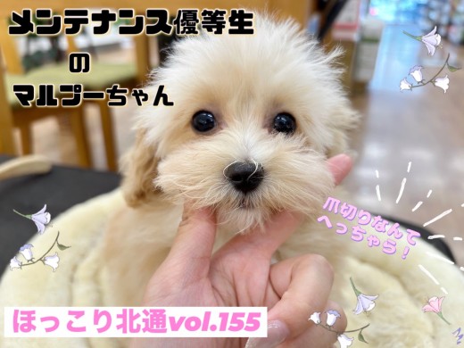 【 ほっこり北通vol.155 】ケア中もリラックスできちゃうマルプーちゃん