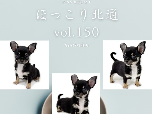 【 ほっこり北通Vol.150 】群馬県産スムースコートチワワ男の子登場！