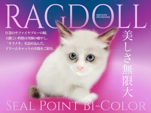 【 ラグドール 】美しさ無限大！圧巻のサファイアブルーと人懐っこい性格！