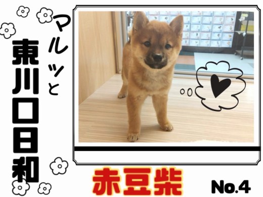 【 マルっと東川口日和No.4 】KC認定赤豆柴！クールな見た目を覆す甘えん坊