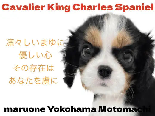 【 キャバリアキングチャーズスパニエル 】凛々しいまゆが自慢のトライキャバちゃん