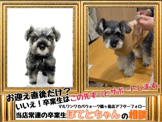 【 鶴ヶ島店アフターフォロー 】ずっとサポートします！ぽてとちゃん家族から相談