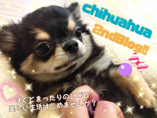 【 チワワ 】東川口店イチの癒し系ボーイ生後4ヶ月を迎え超優秀わんこへ成長!