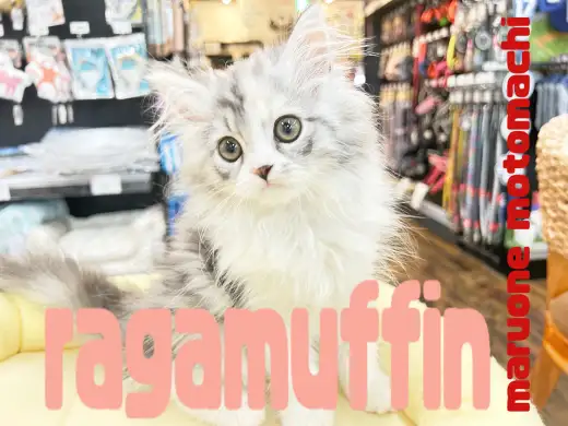 【 ラガマフィン 】圧倒的毛量と愛らしさが魅力の超美猫が横浜元町店にやってきた！