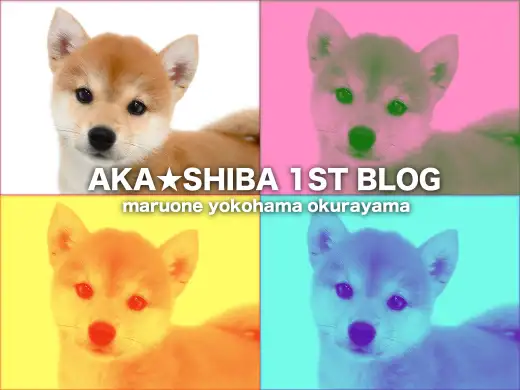 【 柴犬 】鮮やかな赤毛の女の子！ヒコーキ耳で大歓喜する姿に柴沼確定！