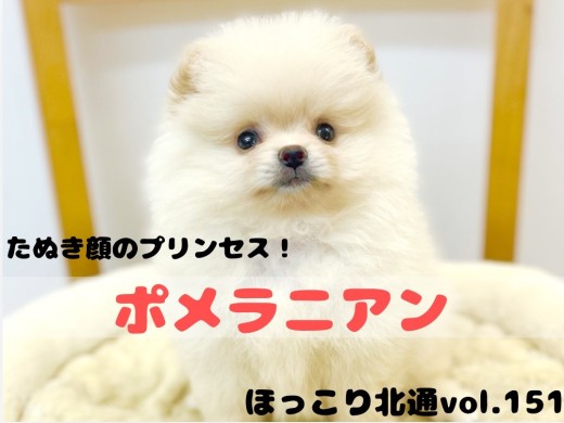 【 ほっこり北通Vol.151 】毛量毛吹き抜群の甘えん坊ポメちゃんをご紹介！