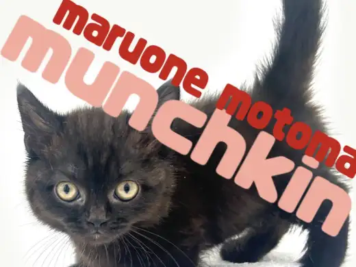 【 マンチカン 】横浜元町で出会う短足×チョコレートカラーの愛らしい美猫！