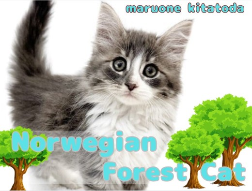 【 ノルウェージャン 】甘えん坊boy!森の妖精が埼玉県戸田市に登場!