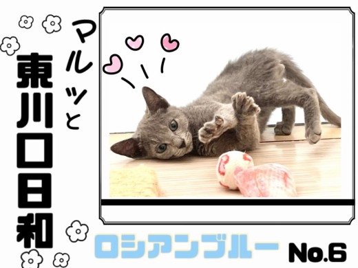 【 マルっと東川口日和NO.6 】美ボディの秘訣は食にあり！食欲旺盛なロシちゃん