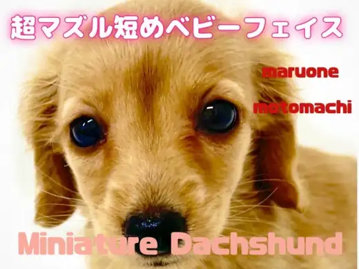 【 ミニチュアダックスフント 】暖かいイエローカラーと優しい性格が魅力の女の子！