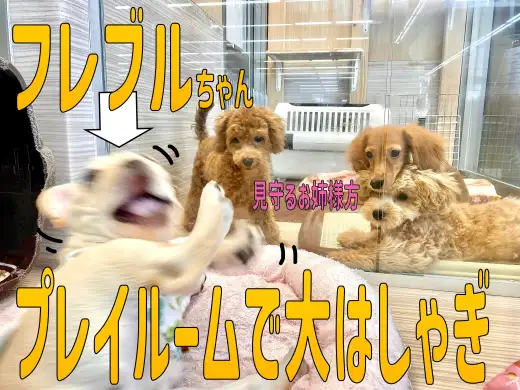 【 フレンチブルドッグ 】プレイルームにお引っ越！大はしゃぎなフレブルちゃん！