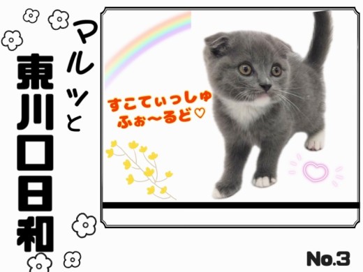 【 マルっと東川口日和No.3 】唯一無二の存在！希少尽くしの激かわスコちゃん