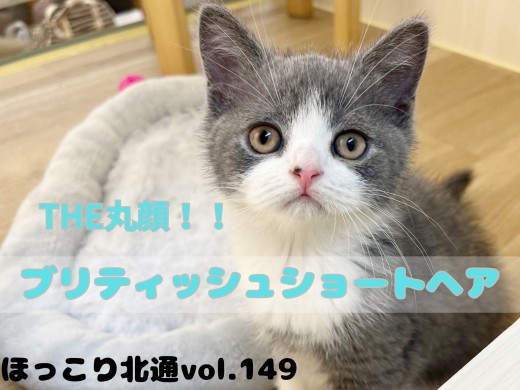 【 ほっこり北通vol.149 】ザ・丸顔！美しいハチワレ模様ブリティッシュ登場