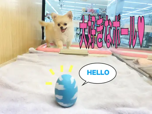 【 チワワ 】大好きなボールで大ハッスル！そのあとはへそ天でグーグー寝る！