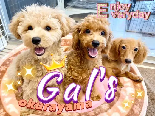 【 GAL’s 】社交性抜群の女の子達！楽しく遊びながら犬社会をお勉強中！