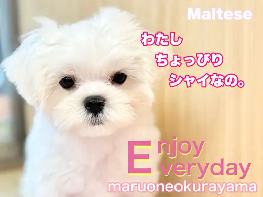 【 マルチーズ 】ちょっぴりシャイで！ちょっぴりおちゃめな可愛い女の子！